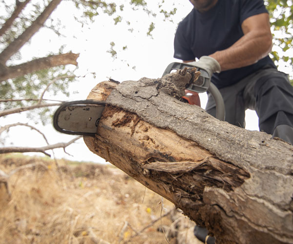 tree-cutting-services_exmouth Tree Cutting Services Exmouth