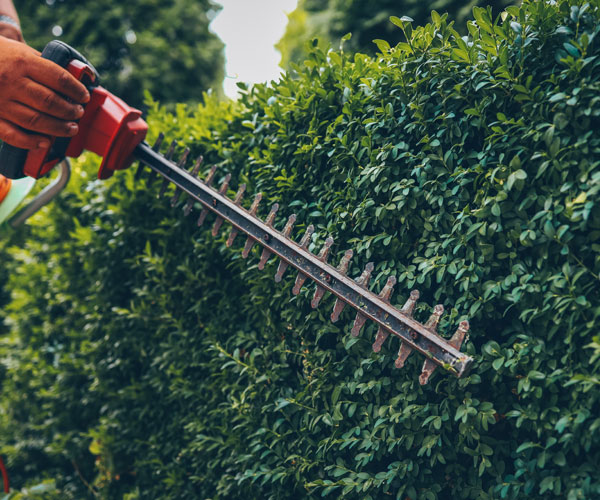 hedge-cutting-services_exmouth Hedge Cutting Services Exmouth