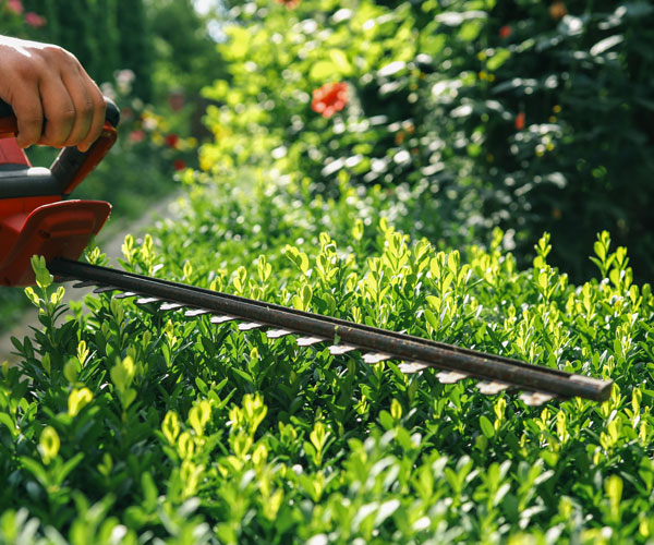hedge_cutting-services-sidmouth Hedge Cutting Services Sidmouth