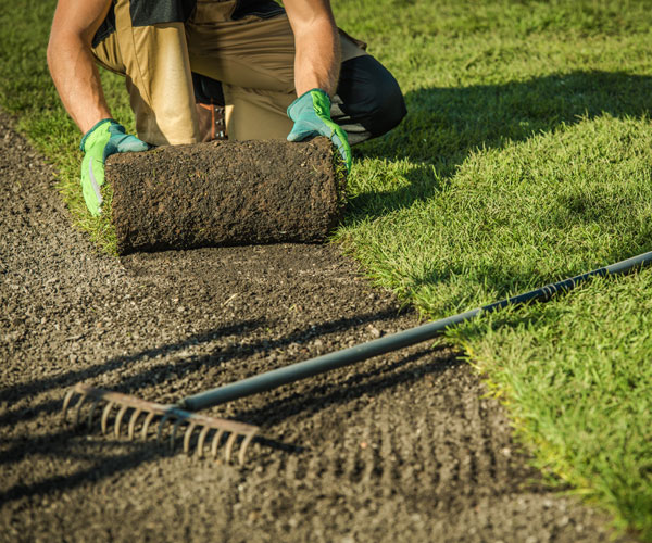 lawn-turf-laying_sidmouth Lawn Turf Laying Sidmouth