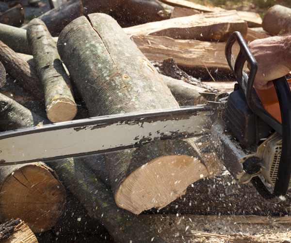 tree-cutting_services-sidmouth Tree Cutting Services Sidmouth