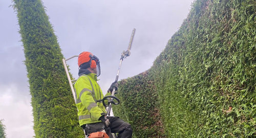 hedge_pruning_exeter Hedge Pruning Exeter