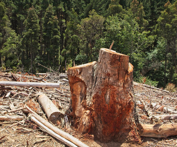 tree-removal_exeter Tree Removal Exeter