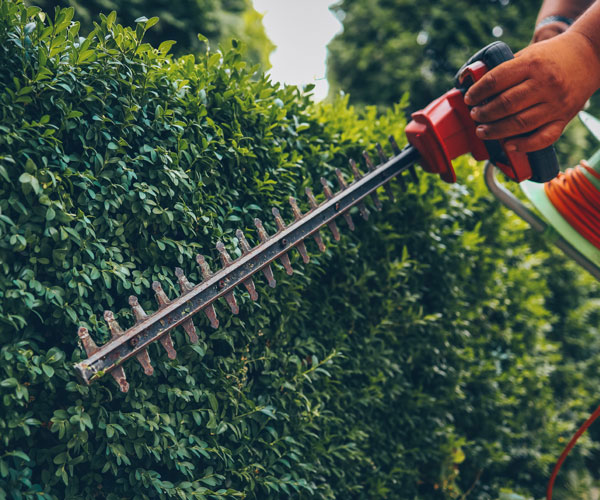hedge_cutting-services_honiton Hedge Cutting Services Honiton