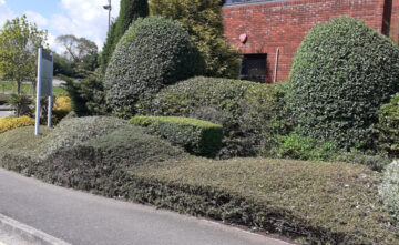 business-hedge-cutting-exeter Business Hedge Cutting Exeter