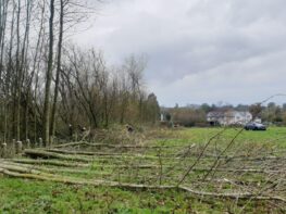copse-maintenance-devon Copse Maintenance Devon