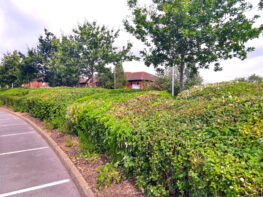 hedge-maintenance-exeter Hedge Maintenance Exeter