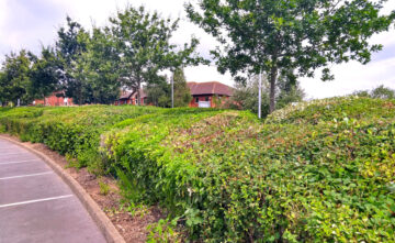 hedge-maintenance-exeter Hedge Maintenance Exeter