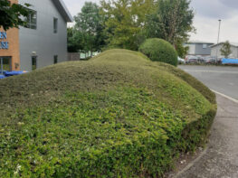 hedge-maintenance-exeter-devon Hedge Maintenance Exeter Devon