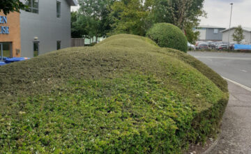 hedge-maintenance-exeter-devon Hedge Maintenance Exeter Devon