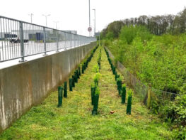 hedge-planting-exeter-devon Hedge Planting Exeter Devon