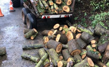 small-tree-felling-exeter-devon Small Tree Felling Exeter Devon