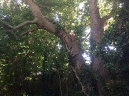 tree-branch-removal-east-devon Tree Branch Removal East Devon