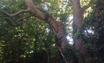 tree-branch-removal-east-devon Tree Branch Removal East Devon