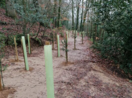 tree-planting-east-devon