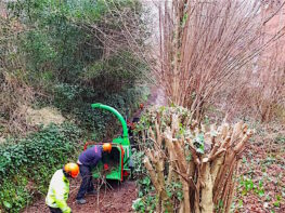 tree-removal-exeter-devon
