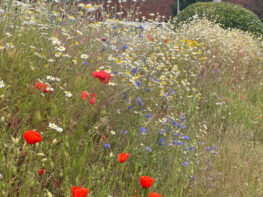 wildflower-install-exeter Wildflower Install Exeter