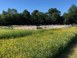 wildflower_walkway-devon Wildflower Walkway Installation Devon